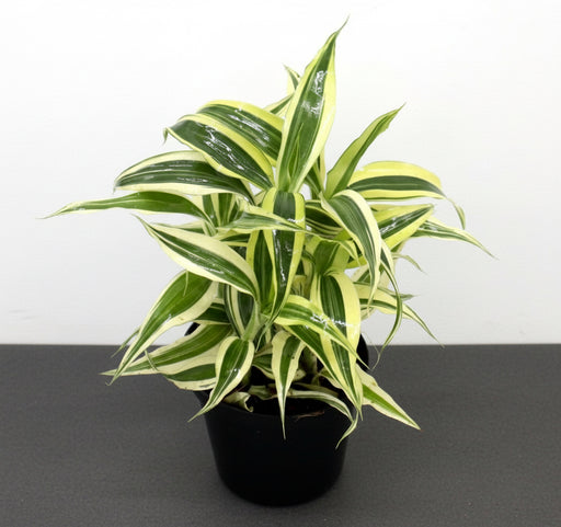 Dracaena Sanderiana Small in 9cm pot - Greensouq - 