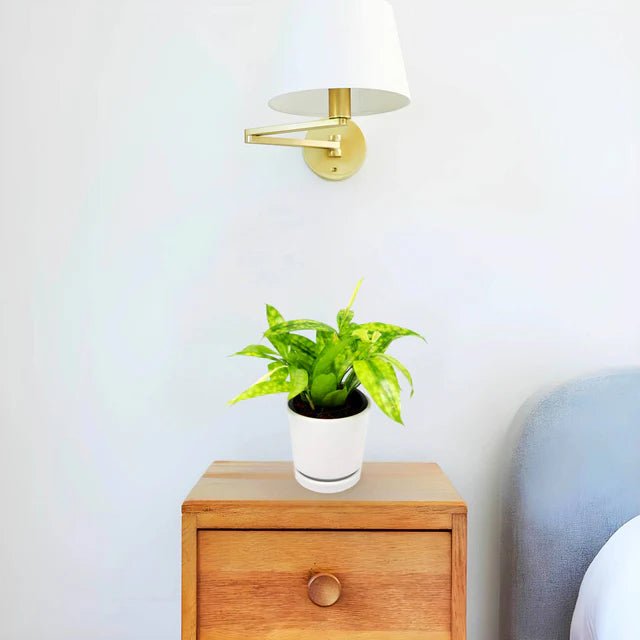 Dracaena Surculosa Aurea | Dracaena Gold Dust 15 - 20cm - Greensouq - 