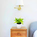 Dracaena Surculosa Aurea | Dracaena Gold Dust 15 - 20cm - Greensouq - 