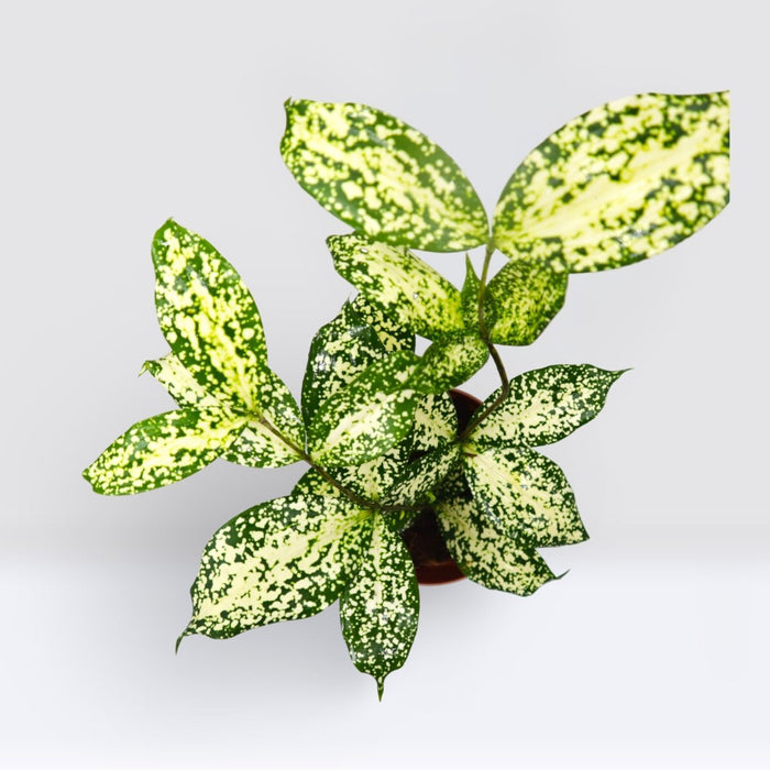 Dracaena Surculosa ‘Florida Beauty’ | Godseffiana - Greensouq - 