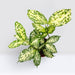 Dracaena Surculosa ‘Florida Beauty’ | Godseffiana - Greensouq - 