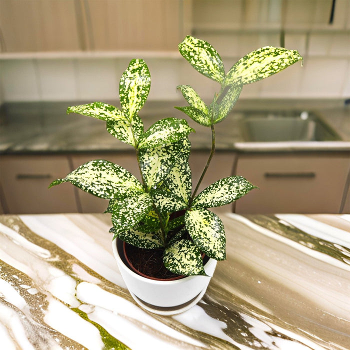 Dracaena Surculosa ‘Florida Beauty’ | Godseffiana - Greensouq - 