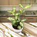Dracaena Surculosa ‘Florida Beauty’ | Godseffiana - Greensouq - 