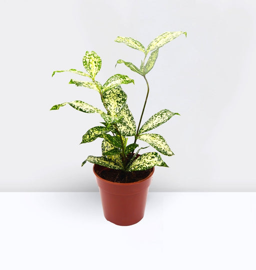 Dracaena Surculosa ‘Florida Beauty’ | Godseffiana - Greensouq - 