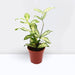 Dracaena Surculosa ‘Florida Beauty’ | Godseffiana - Greensouq - 