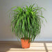 dracena-draco-greensouq