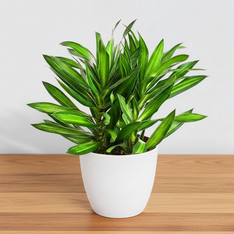 Dragon Tree - Song of Jamaica / Dracaena Genus