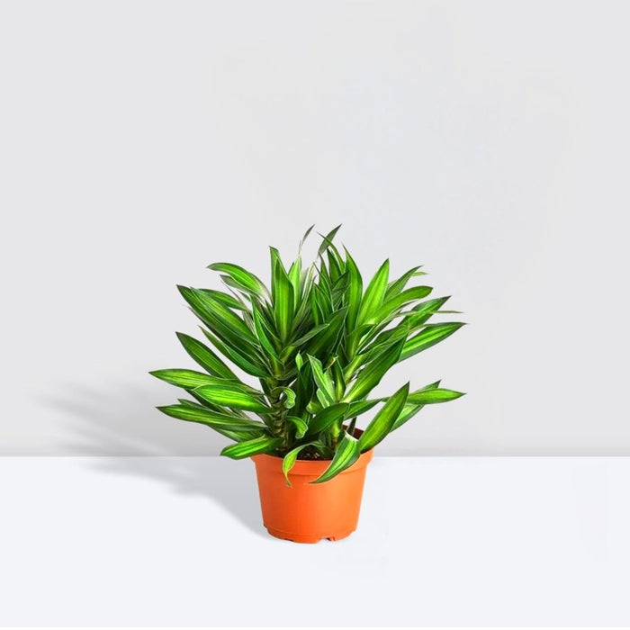 Dragon Tree - Song of Jamaica - Greensouq - 
