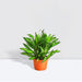 Dragon Tree - Song of Jamaica - Greensouq - 