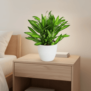 Dragon Tree - Song of Jamaica / Dracaena Genus - Greensouq - 