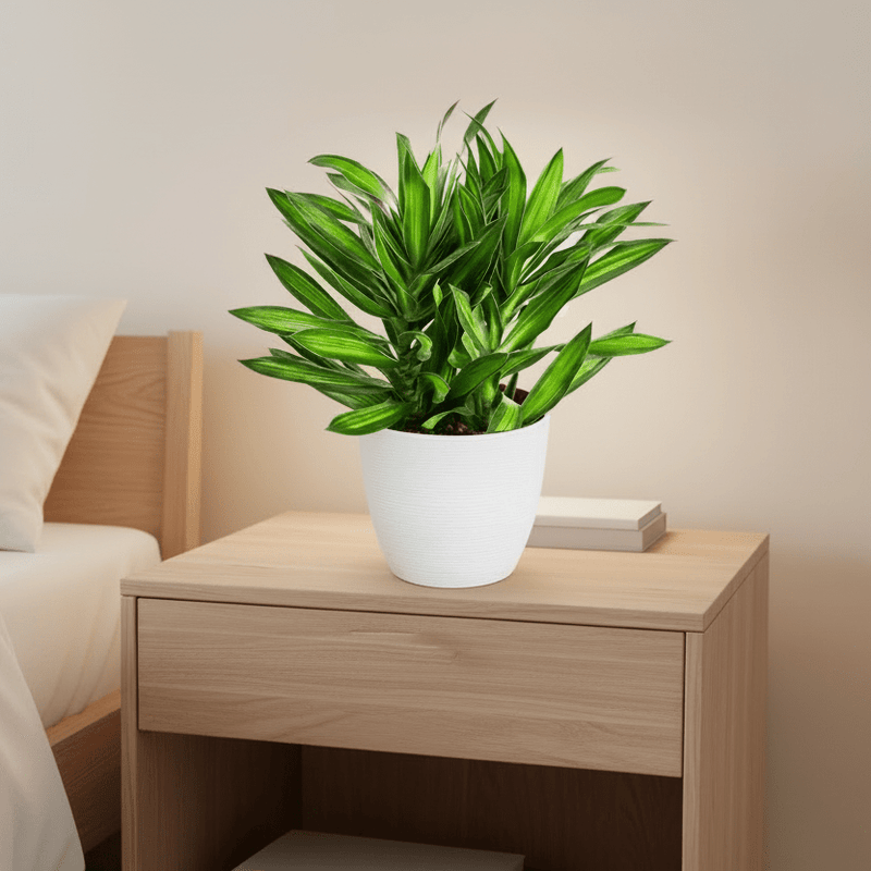 Dragon Tree - Song of Jamaica / Dracaena Genus - Greensouq - 