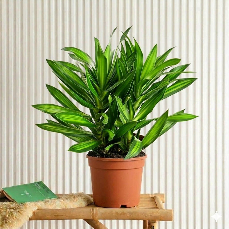 song of jamaica house plant Dragon Tree