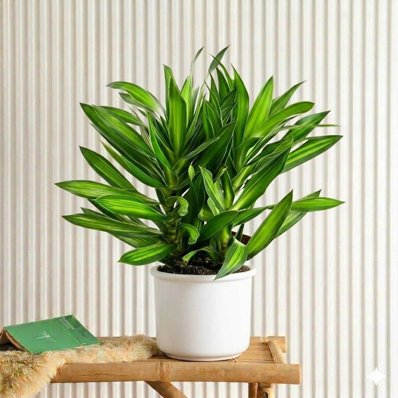 genus dracaena Dragon Tree