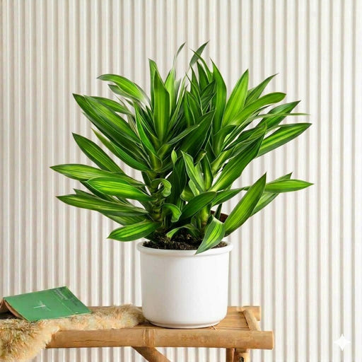 jamaican house plants Dragon Tree