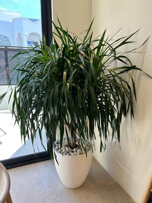 Dracaena Draco, Drago or Dragon Tree