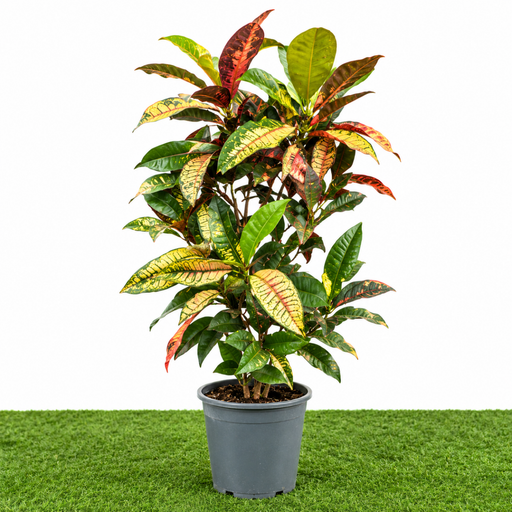 Dubai Gardens Croton (Codiaeum Variegatum) – 80–100 cm - Greensouq -