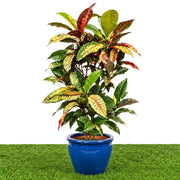 Dubai Gardens Croton (Codiaeum Variegatum) – 80–100 cm - Greensouq -