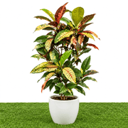 Dubai Gardens Croton (Codiaeum Variegatum) – 80–100 cm - Greensouq -