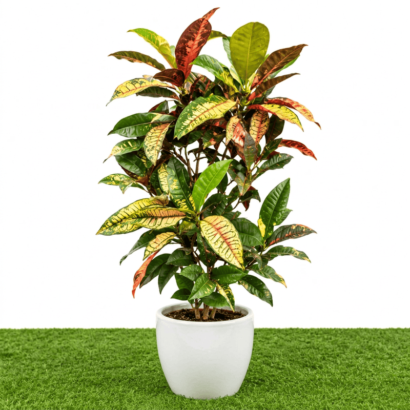 Dubai Gardens Croton (Codiaeum Variegatum) – 80–100 cm - Greensouq -