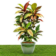 Dubai Gardens Croton (Codiaeum Variegatum) – 80–100 cm - Greensouq -