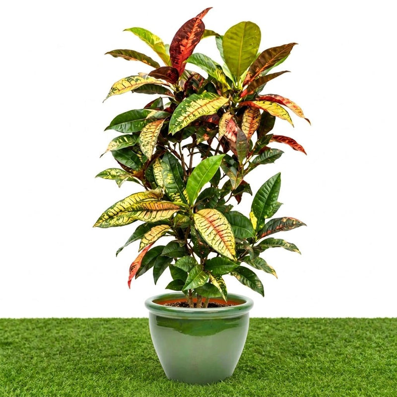 Dubai Gardens Croton (Codiaeum Variegatum) – 80–100 cm - Greensouq -
