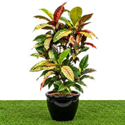 Dubai Gardens Croton (Codiaeum Variegatum) – 80–100 cm - Greensouq -