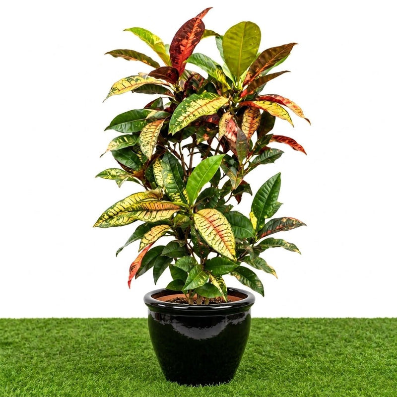 Dubai Gardens Croton (Codiaeum Variegatum) – 80–100 cm - Greensouq -