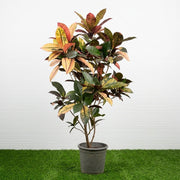 Dubai Gardens Croton (Codiaeum Variegatum) – 80–100 cm - Greensouq -