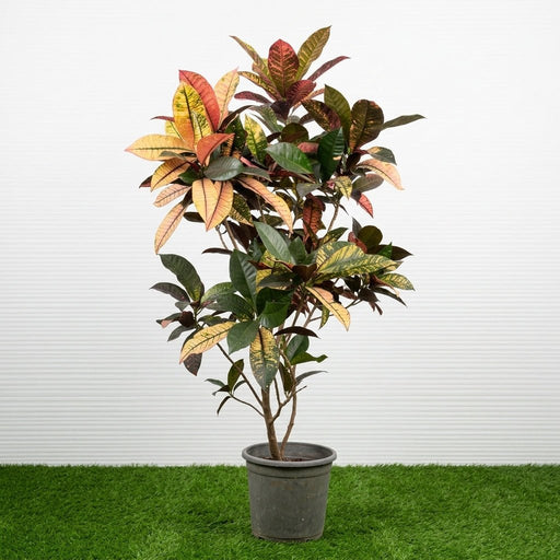 Dubai Gardens Croton (Codiaeum Variegatum) – 80–100 cm - Greensouq -