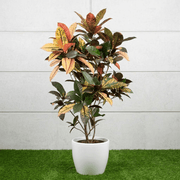 Dubai Gardens Croton (Codiaeum Variegatum) – 80–100 cm - Greensouq -