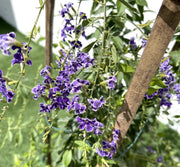 Duranta erecta or Duranta Green 0.7 - 1.0m - Greensouq - 