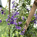Duranta erecta or Duranta Green 0.7 - 1.0m - Greensouq - 