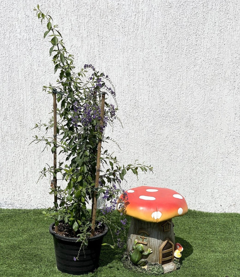 Duranta erecta or Duranta Green 0.7 - 1.0m - Greensouq - 