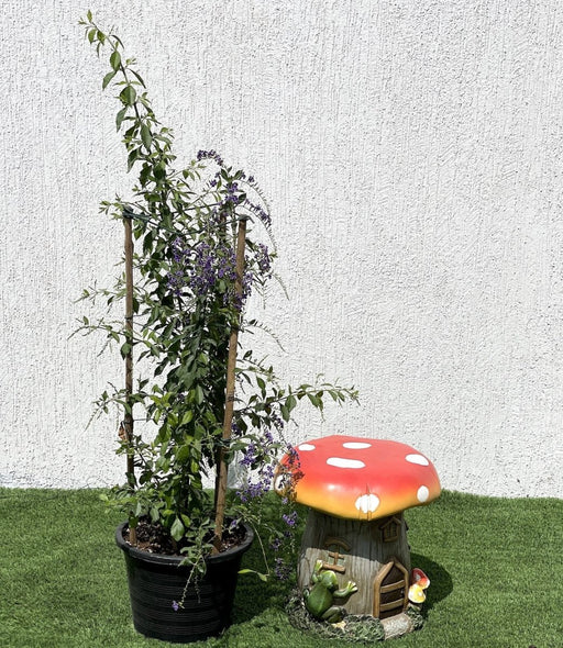 Duranta erecta or Duranta Green 0.7 - 1.0m - Greensouq - 