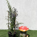 Duranta erecta or Duranta Green 0.7 - 1.0m - Greensouq - 