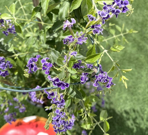 Duranta erecta or Duranta Green 0.7 - 1.0m - Greensouq - 