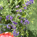 Duranta erecta or Duranta Green 0.7 - 1.0m - Greensouq - 