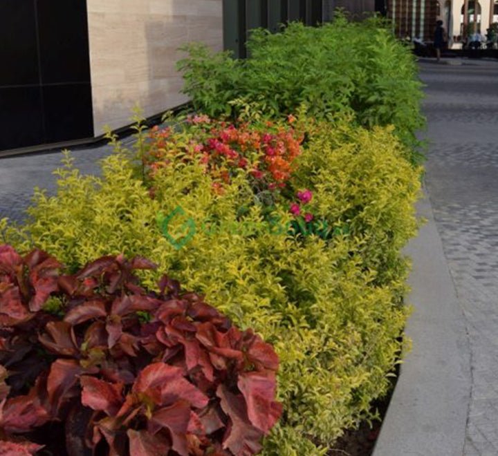 Duranta Repens, Duranta Gold or Golden Dew Drop 30 - 40cm - Greensouq - 
