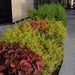 Duranta Repens, Duranta Gold or Golden Dew Drop 30 - 40cm - Greensouq - 