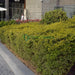 Duranta Repens, Duranta Gold or Golden Dew Drop 30 - 40cm - Greensouq - 