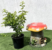 Duranta Repens, Duranta Gold or Golden Dew Drop 30 - 40cm - Greensouq - 