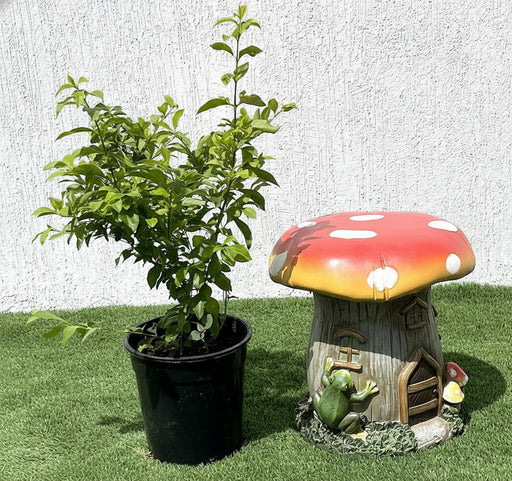 Duranta Repens, Duranta Gold or Golden Dew Drop 30 - 40cm - Greensouq - 