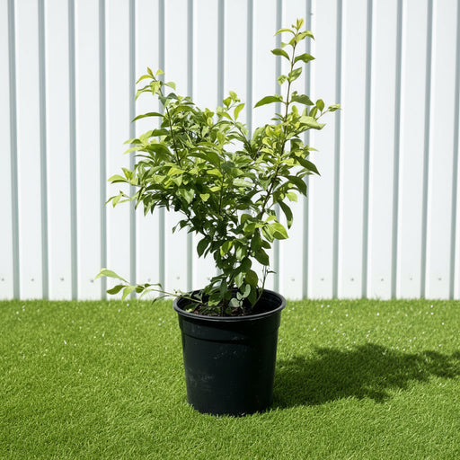 Duranta Repens, Duranta Gold or Golden Dew Drop 30 - 40cm - Greensouq - 