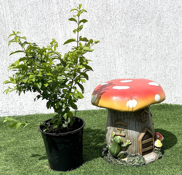 Duranta Repens, Duranta Gold or Golden Dew Drop 30 - 40cm - Greensouq - 