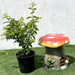 Duranta Repens, Duranta Gold or Golden Dew Drop 30 - 40cm - Greensouq - 