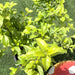 Duranta Repens, Duranta Gold or Golden Dew Drop 30 - 40cm - Greensouq - 
