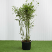 Dwarf Chinese Bamboo - Bambusa Multiplex (1.2 - 1.5m) | Dubai Top Plants! - Greensouq - 