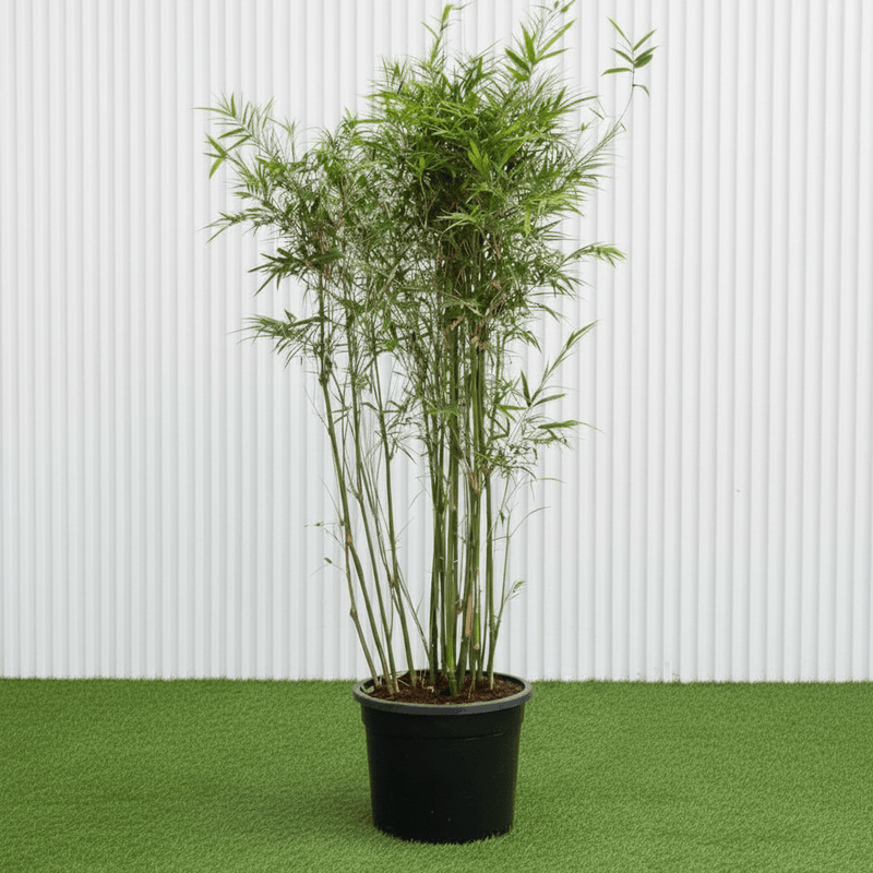 Dwarf Chinese Bamboo - Bambusa Multiplex (1.2 - 1.5m) | Dubai Top Plants! - Greensouq - 