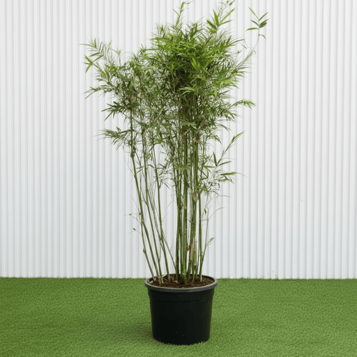 Dwarf Chinese Bamboo - Bambusa Multiplex (1.2 - 1.5m) | Dubai Top Plants! - Greensouq - 