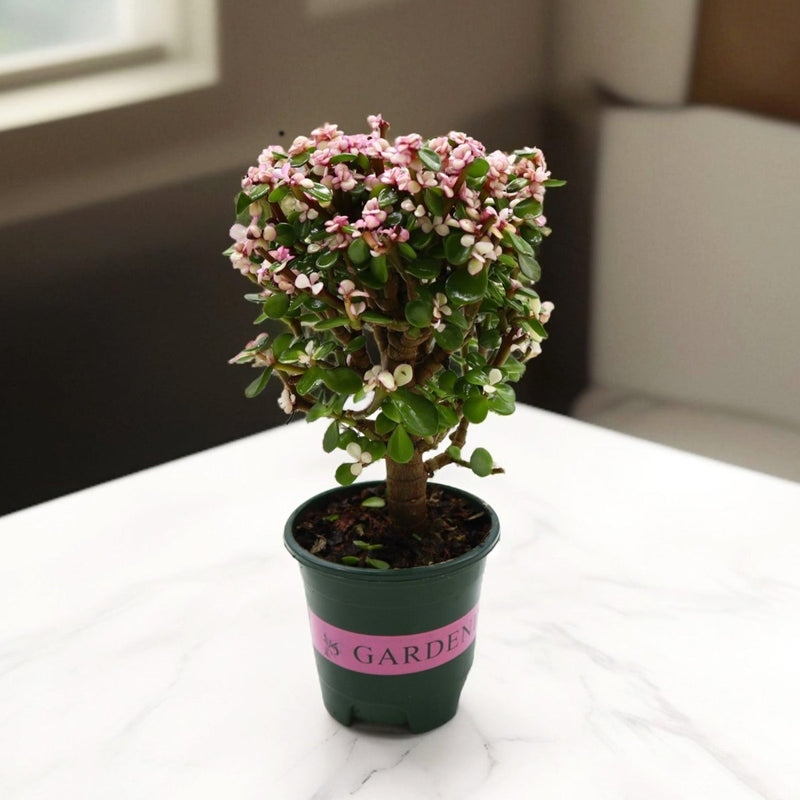 elephant bush vs jade plant Dwarf Jade Plant - Elephant Bush 15